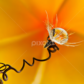 by Muhamad Firman - Nature Up Close Natural Waterdrops