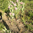Plants of Gunnison County, CO