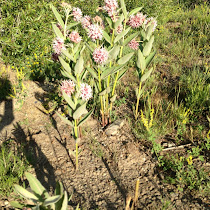 Plants of Gunnison County, CO