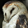 Barn Owl (Suindara)