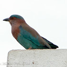 Indian Roller