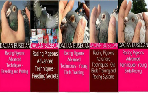 【免費運動App】Racing Pigeons Master Five-APP點子