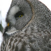 Lapland Owl