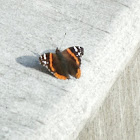 Red Admirl 