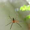 giant-wood spider male