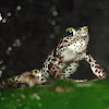 Mountain Harlequin frog