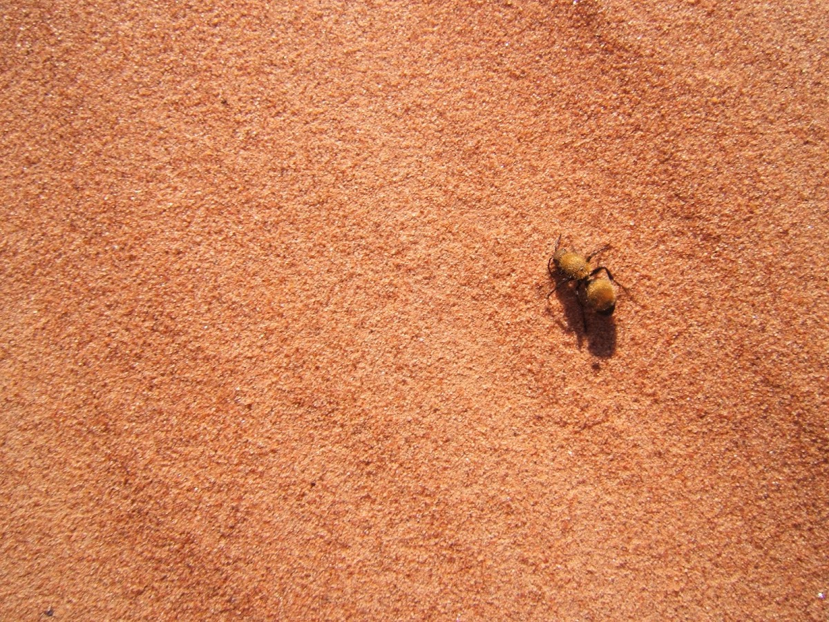 Yellow velvet ant