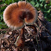 Pinecone Mushroom