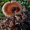 Pinecone Mushroom