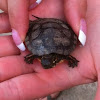 Red-eared slider