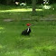 Pileated woodpecker