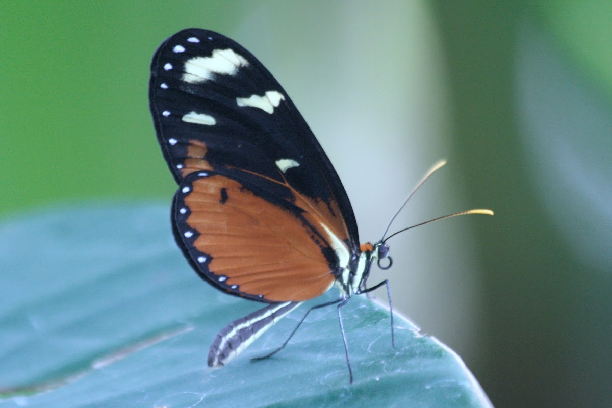 Polymnia Tigerwing