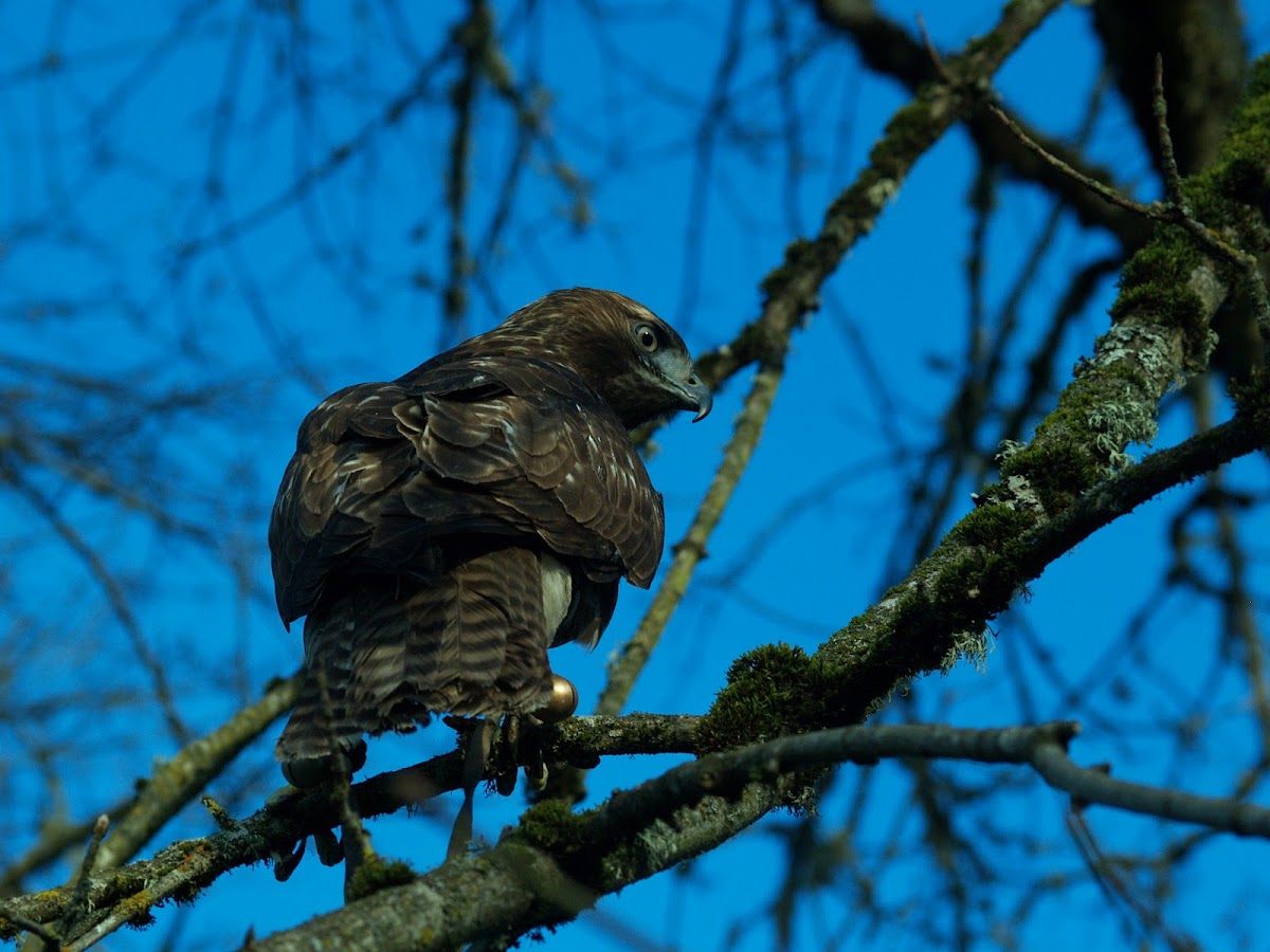 Red-tailed Hawk (juvenile)