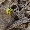 22-spot ladybird