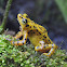 Panamanian golden frog