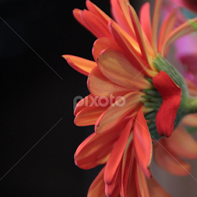 by Candy (Ellison) Downs - Flowers Single Flower