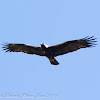 Spanish Imperial Eagle; Aguila Imperial