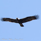 Spanish Imperial Eagle; Aguila Imperial