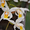 Orquídea Coelogyne mossiae