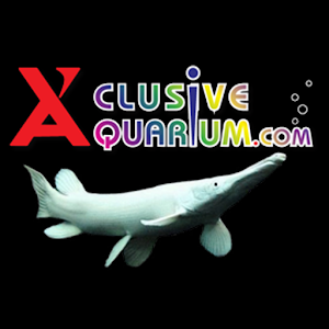 X'clusive 4.1.1