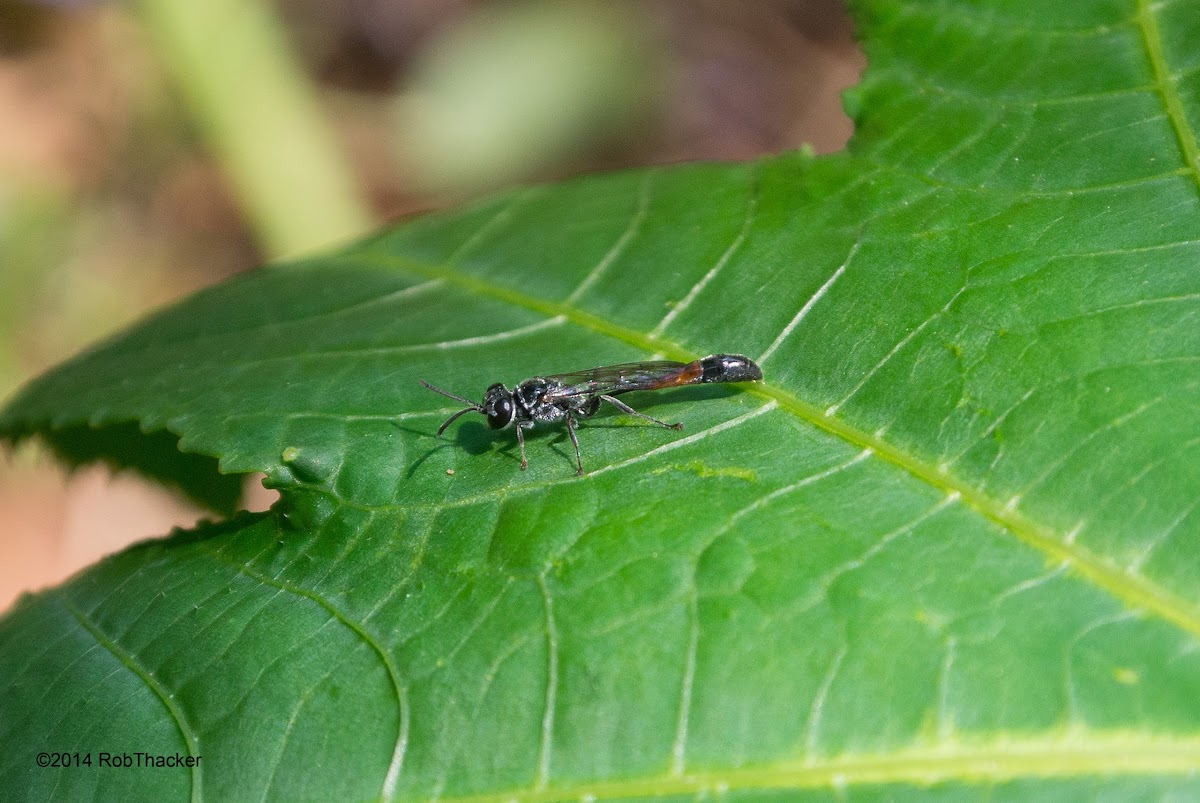 Thread-waisted wasp