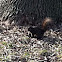 Black (Melanistic) Eastern Grey Squirrel