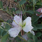 Caper bush (Κάπαρη η ανατολική)
