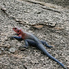 Red-headed Rock Agama