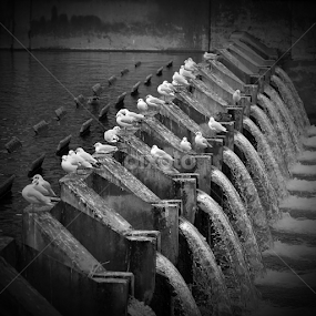 against the current by Valentin Sarca - Animals Birds