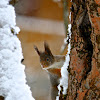 Eurasian Red squirrel