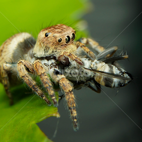 Bon Appetit! by Muhd Shahjeehan - Animals Insects & Spiders