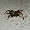 Small Wolf Spider with egg sac