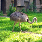 Greater Rhea