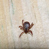 American Dog Tick (male)