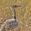 Red-crested korhaan