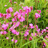 Red campion