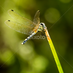 The Fly by Madhujith Venkatakrishna - Animals Insects & Spiders