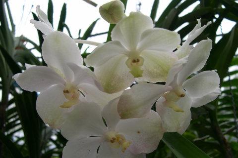 3D Orchid Wallpaper