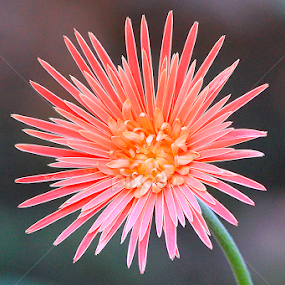 by Ronald Wahyudi - Flowers Flowers in the Wild