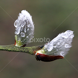 Early Pussy Willows by Chrissie Barrow -  