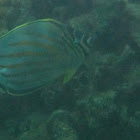 Ornate Butterflyfish
