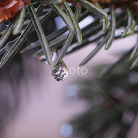 Water drops by Ólafur Ingi Ólafsson - Nature Up Close Natural Waterdrops