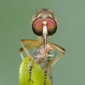 Robberfly With Prey by Niney Azman - Animals Insects & Spiders
