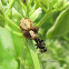 Dome headed Lynx Spider