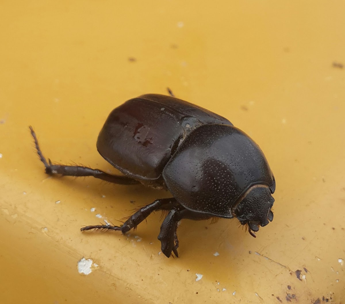 Rhinoceros beetle (female)