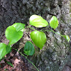 Round-leafed greenbrier