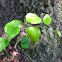 Round-leafed greenbrier