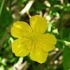 Large-leaved Buttercup