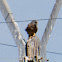 Kestrel; Cernícalo Real