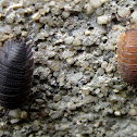 Woodlice (with color variation)